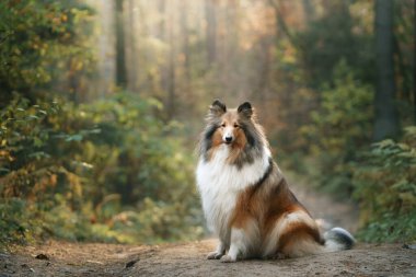 Collie, sonbahar ormanında İskoç çoban köpeği. Yaprak dökülen evcil hayvan. Doğadaki atmosferik fotoğraf