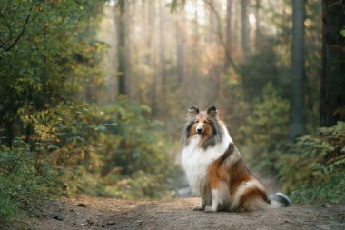 Collie, sonbahar ormanında İskoç çoban köpeği. Yaprak dökülen evcil hayvan. Doğadaki atmosferik fotoğraf
