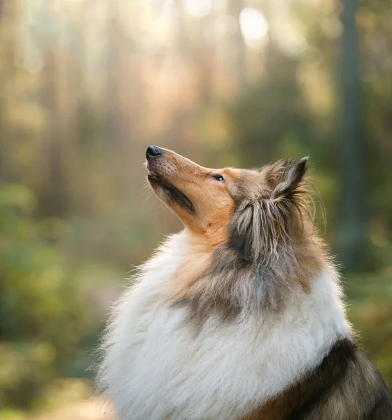 Collie苏格兰牧羊犬在秋天的森林里落叶中的宠物 自然中的大气照片 — 图库照片