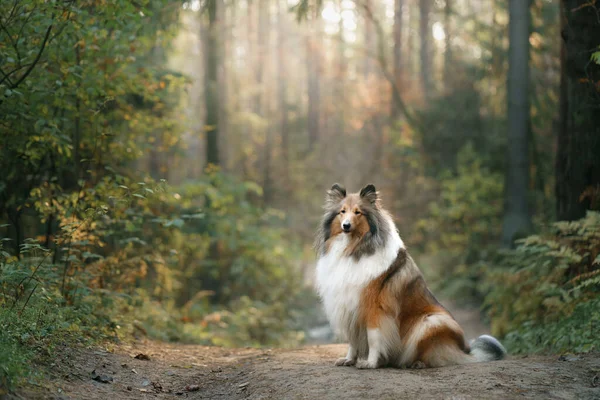 Коллі Шотландський Собака Пастух Осінньому Лісі Падає Листя Атмосферна Фотографія — стокове фото