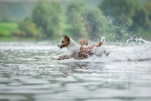 Perro Volador Jack Russell Terrier Activo Saltando Agua Vacaciones Activas — Foto de Stock