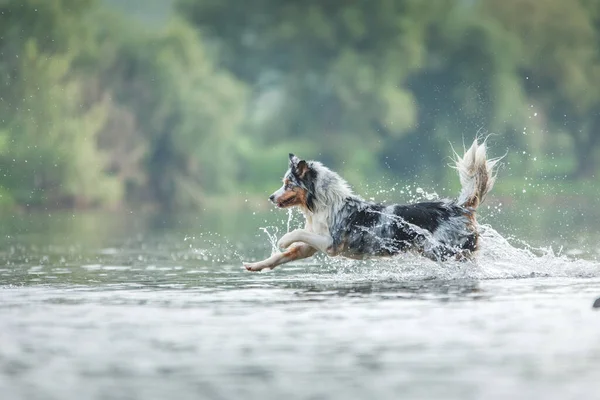 Flughund Aktiver Australischer Schäferhund Springt Ins Wasser Aktivurlaub Mit Einem Stockbild