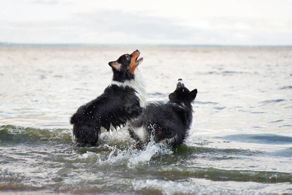 Repülő Kutyák Két Aktív Ausztrál Pásztor Ugrik Vízbe Aktív Nyaralás — Stock Fotó