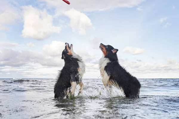 Kutyák Játszanak Vízben Két Aktív Ausztrál Pásztor Ugrik Aktív Nyaralás — Stock Fotó