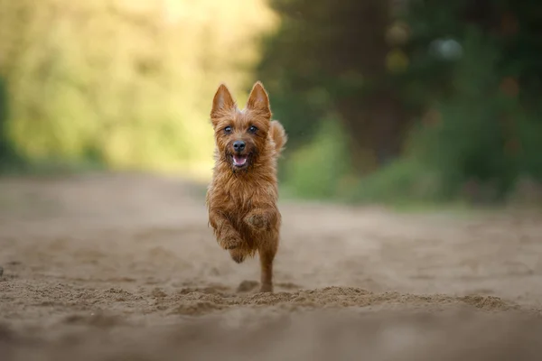 Perro Corre Hacia Adelante Mientras Cámara Pequeño Terrier Australiano Atrapa — Foto de Stock