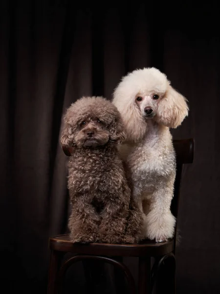 Due Piccoli Cani Sono Seduti Una Sedia Abbracciano Cioccolato Riccio — Foto Stock