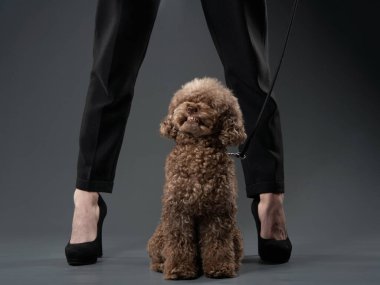 Küçük bir köpek homurdanıyor, ağızlık yapıyor. Komik ve kızgın kaniş bir kadının bacaklarının arasında duruyor.