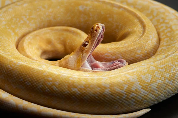 Serpiente Con Boca Abierta Sobre Fondo Negro Alfombra Pitón Amarillo — Foto de Stock