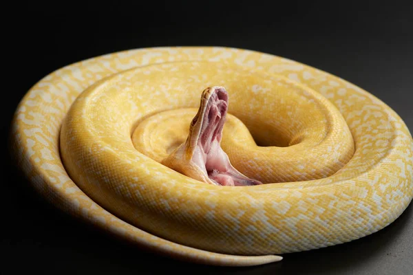 Serpente Com Boca Aberta Fundo Preto Tapete Amarelo Python Animal — Fotografia de Stock