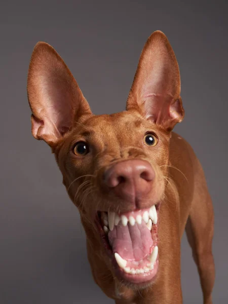 Cão Vermelho Com Focinho Engraçado Faraó Hound Cirneco Delletna Fundo — Fotografia de Stock