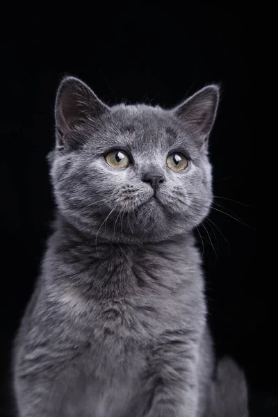 Britisch Blaue Katze Auf Schwarzem Hintergrund Katzenporträt Fotostudio — Stockfoto