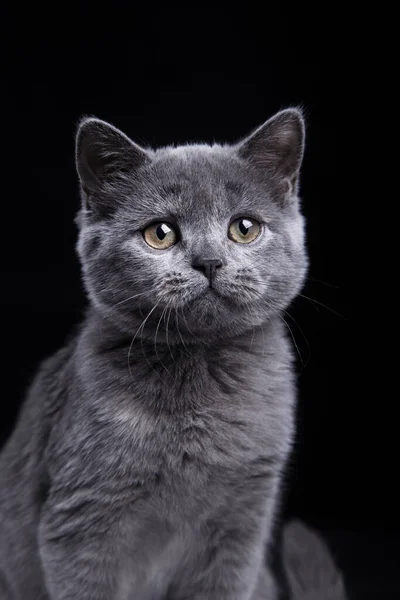 Britská Modrá Kočka Černém Pozadí Kočičí Portrét Fotostudiu — Stock fotografie