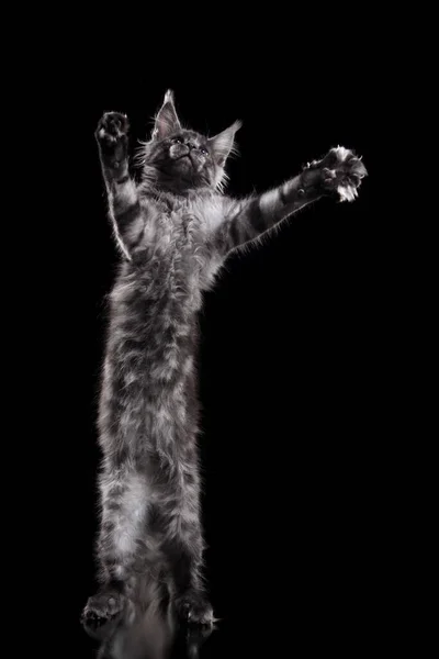 Maine Coon Kitten Auf Schwarzem Hintergrund Gestreiftes Katzenporträt Atelier — Stockfoto