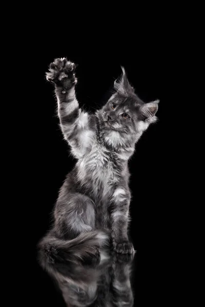 Maine Coon Kitten Чорному Тлі Портрет Смугастого Кота Студії — стокове фото