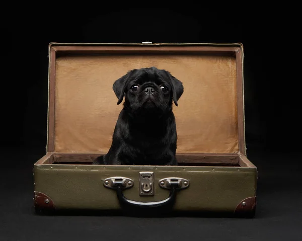 Puppy Suitcase Charming Black Pug Black Background Pet Portrait Studio — Stock Photo, Image