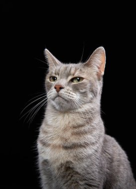 Siyah arka planda komik bir kedi. Stüdyoda evcil hayvan. yüz ifadesi