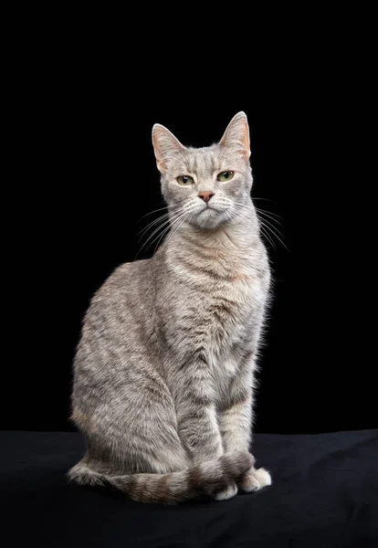 Divertente Gatto Uno Sfondo Nero Animale Domestico Studio Espressione Facciale — Foto Stock