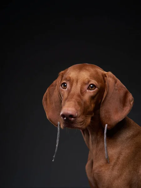 Собака Сережках Венгерская Звезда Черном Фоне Студии — стоковое фото