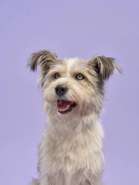 Retrato Belo Animal Estimação Sobre Fundo Lilás Cão Desgrenhado Com — Fotografia de Stock