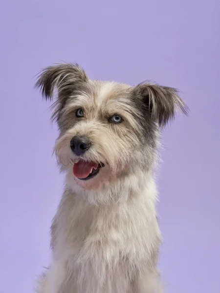 Retrato Belo Animal Estimação Sobre Fundo Lilás Cão Desgrenhado Com — Fotografia de Stock