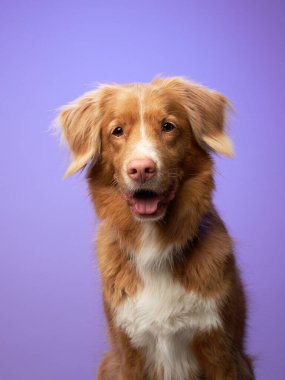 Leylak arka planında bir Nova Scotia Duck Tolling Retriever portresi. Toller köpeği. 