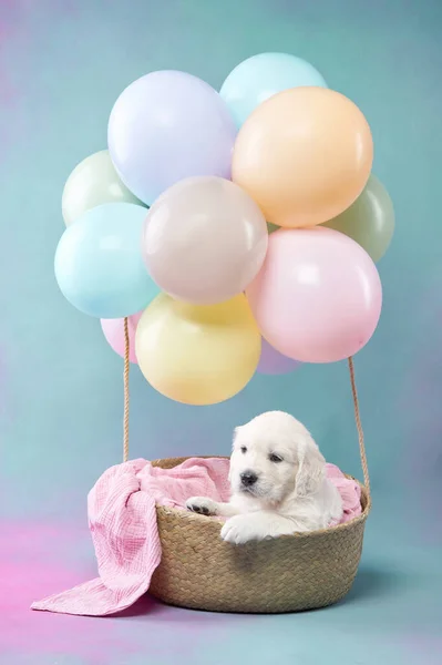 Puppy Basket Balloons Golden Retriever Babies Colored Background Sleeping Dog — Stock Photo, Image