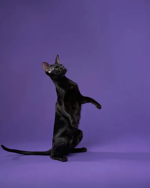 Πορτρέτο Ανατολίτικη Μαύρη Γάτα Βιολετί Φόντο Χαριτωμένο Αστείο Κατοικίδιο — Φωτογραφία Αρχείου