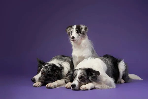 Três Cães Idênticos Juntos Mármore Azul Sobre Fundo Violeta Fronteira — Fotografia de Stock