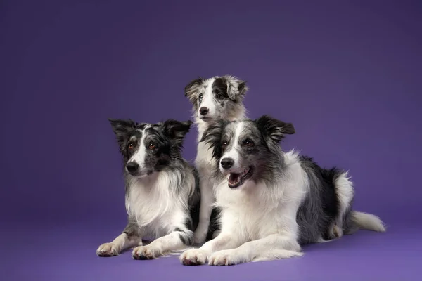 Três Cães Idênticos Juntos Mármore Azul Sobre Fundo Violeta Fronteira — Fotografia de Stock