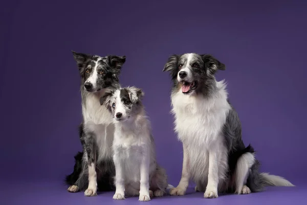 Tres Perros Idénticos Juntos Mármol Azul Sobre Fondo Violeta Familia — Foto de Stock