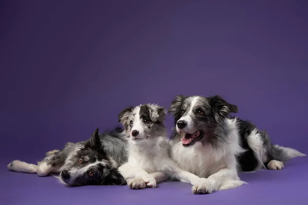Tres Perros Idénticos Juntos Mármol Azul Sobre Fondo Violeta Familia — Foto de Stock