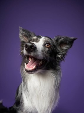 Mor arka planda komik bir köpek. Yamuk ağızlı, geniş açılı, duyguları olan bir çoban köpeği.