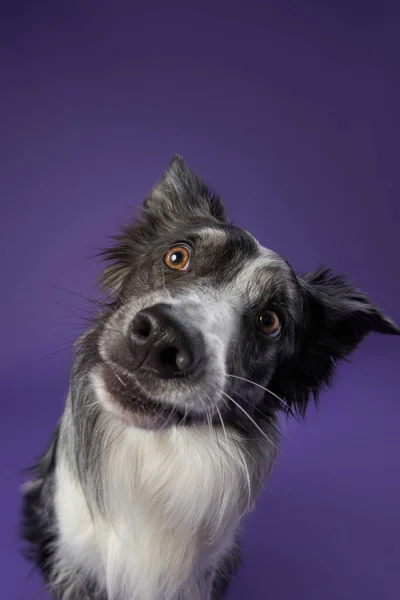 Funny Dog Purple Background Border Collie Crooked Muzzle Wide Angle — Stock Photo, Image