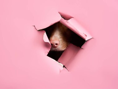 Kırmızı köpek gazeteden dışarı bakıyor. Komik Nova Scotia ördeği pembe burunlu av köpeği.