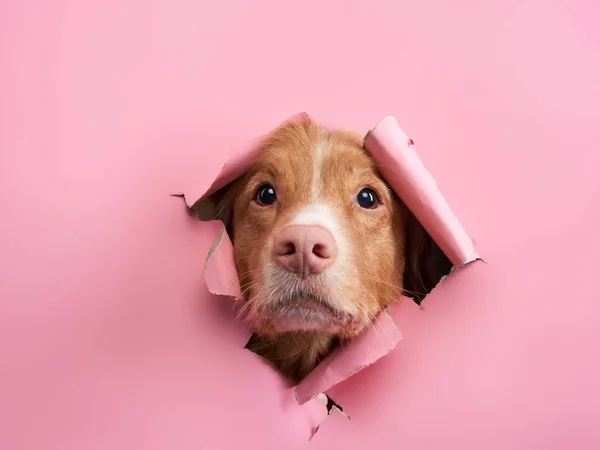 Cane Guarda Fuori Dal Giornale Divertente Nova Scotia Anatra Tolling — Foto Stock