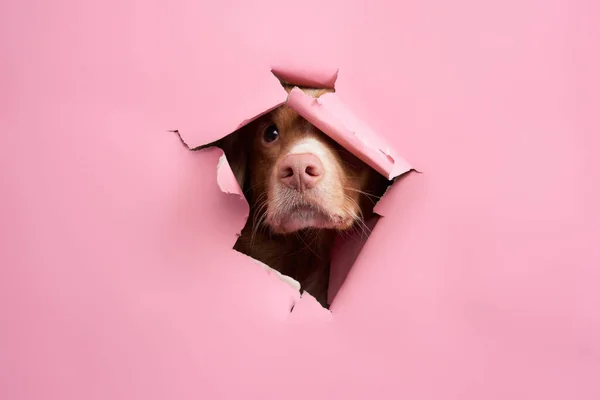 the red dog looks out of the paper. funny Nova Scotia duck tolling retriever with pink nose