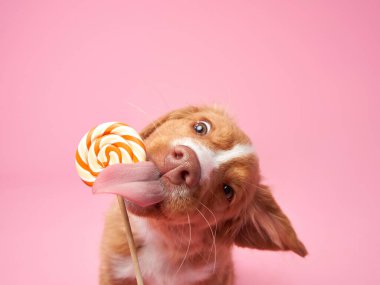 Nova Scotia ördek yavrusu pembe arka planda şeker yalıyor. Çekici Köpek stüdyoda. Komik bilardo oyuncusu dilini çıkarmış.