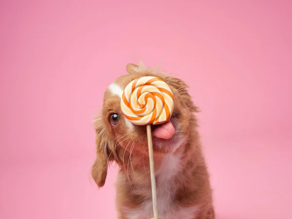 Nova Scotia Duck Retriever Puppy Licks Candy Pink Background Charming — Stock Photo, Image