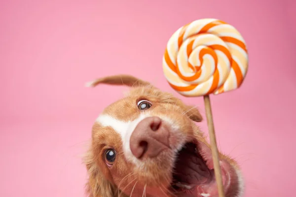 Nova Scotia duck retriever puppy licks candy on pink background. Charming Dog in the studio. funny toller stuck out his tongue
