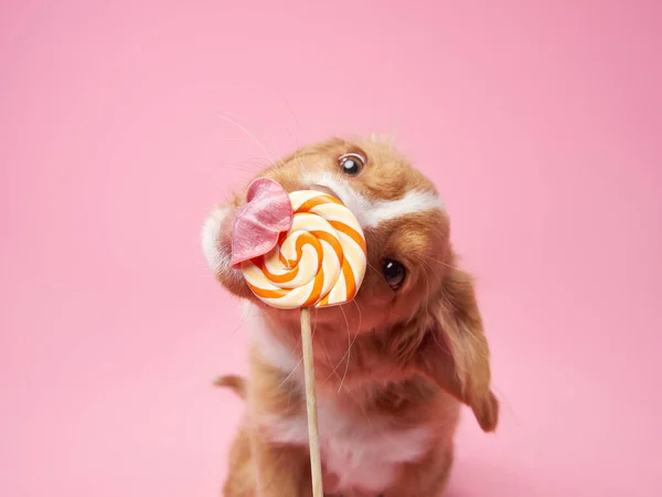 노바스코샤 리트리버 강아지가 분홍색 배경으로 사탕을 핥는다 스튜디오에 웃기게 내밀고 — 스톡 사진