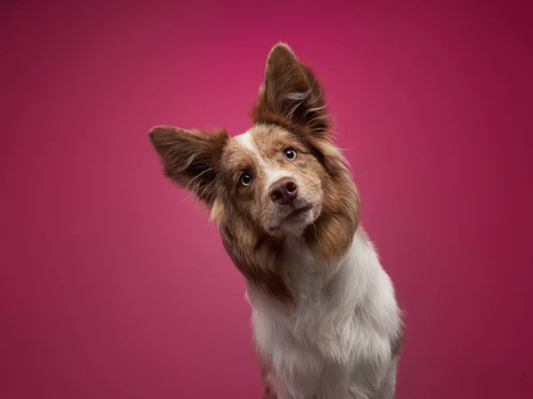 Lustiger Hund Auf Rosa Hintergrund Glücklicher Border Collie Studio Haustierporträt — Stockfoto