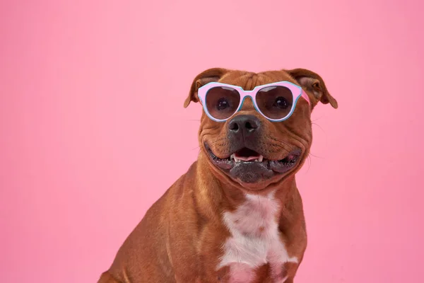 Byczy Pies Okularach Staffordshire Pet Różowym Tle — Zdjęcie stockowe