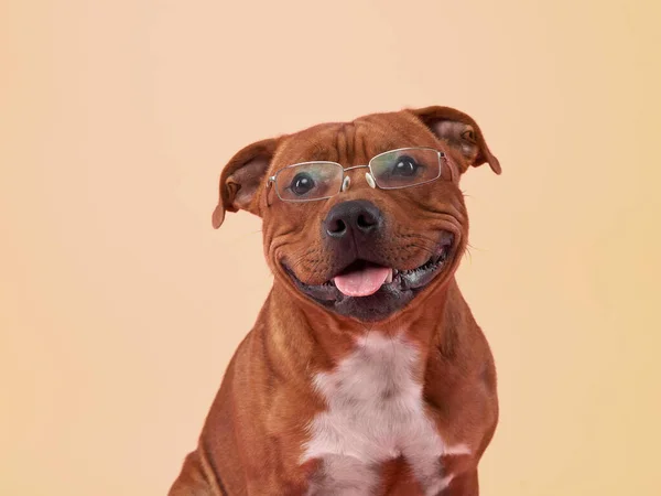 Staffordshire Tjur Terrier Hund Med Glasögon Sällskapsdjur Rosa Bakgrund — Stockfoto