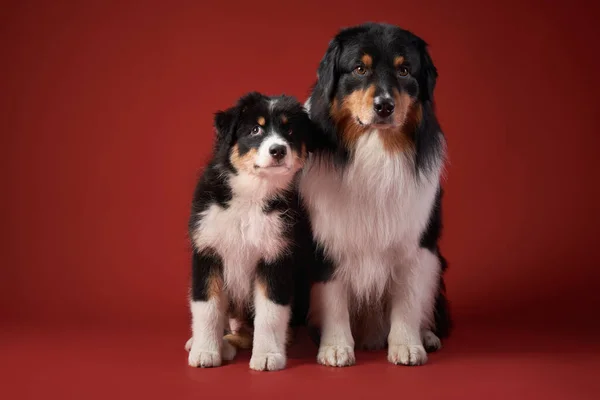 Два Собаки Разом Щеня Доросла Тварина Австралійські Вівчарі Студії Червоному — стокове фото
