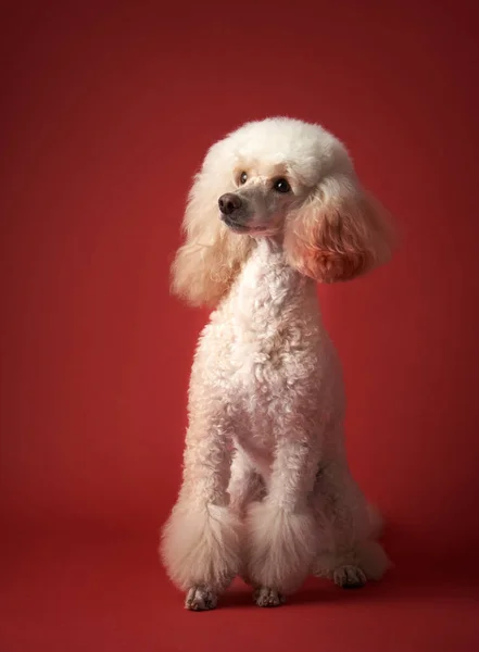 Retrato Artístico Clásico Perro Pequeño Poodle Blanco Sobre Fondo Rojo — Foto de Stock