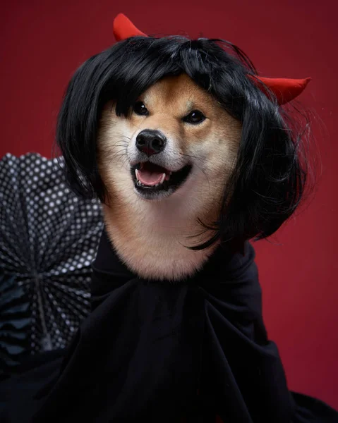 Собака Парике Дьявольские Уши Сиба Ину Студии Смешное Фото Хэллоуин — стоковое фото