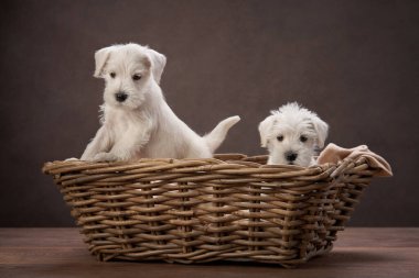 Kahverengi arka planda sepetin içinde iki köpek yavrusu beyaz schnauzer. Şirin köpek portresi.