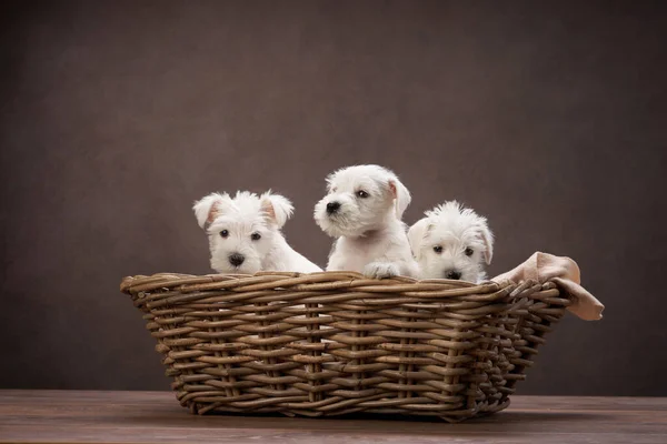 三只小狗 白色雪纳瑞在一个篮子里 棕色背景 可爱的狗肖像 — 图库照片