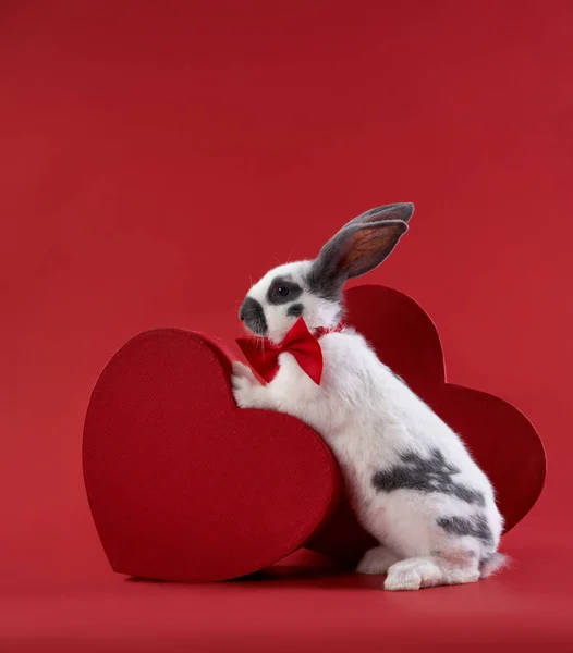 Bir Fiyonkta Parlak Kırmızı Arka Planda Iki Şirin Tavşan Komik — Stok fotoğraf