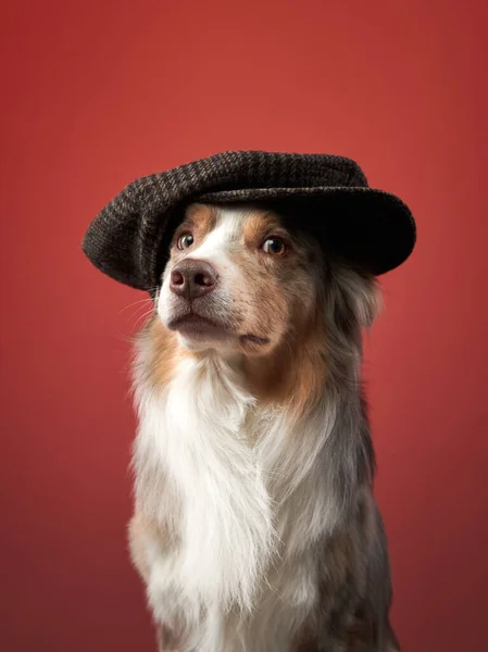 Cão Engraçado Boné Fundo Vermelho Encantadora Collie Fronteira Animal Estimação — Fotografia de Stock